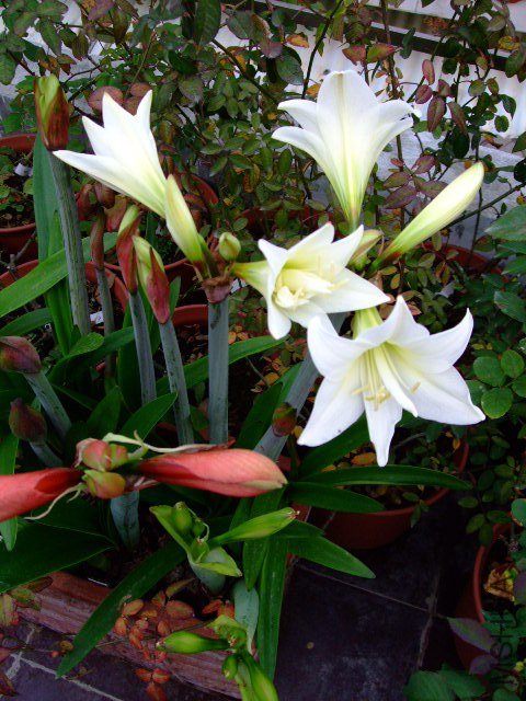 DSCF1281.JPG