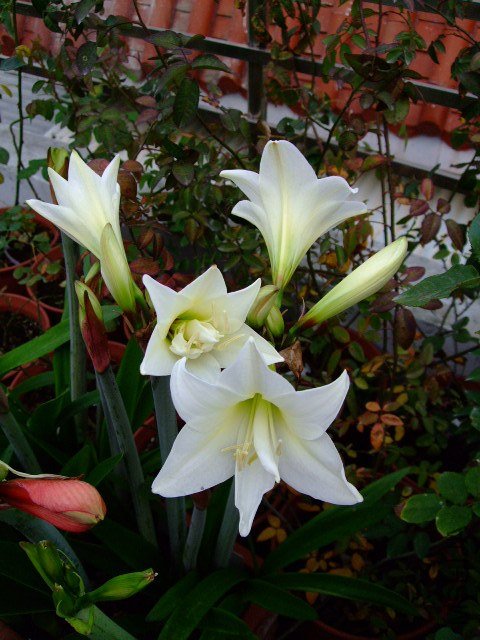DSCF1282.JPG