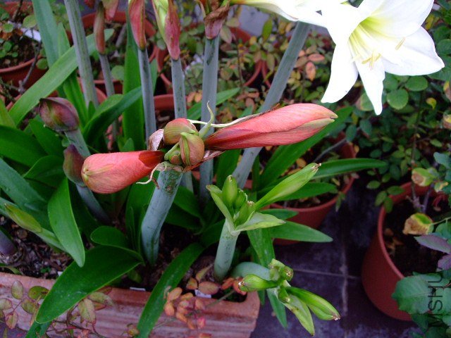 DSCF1283.JPG