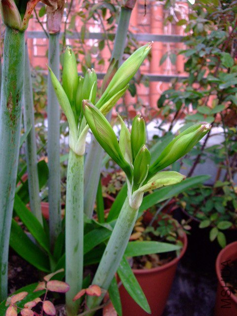 DSCF1284.JPG