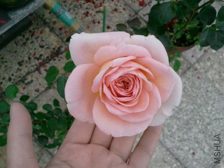 2013-03-24 14.59.15.jpg