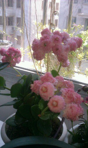 IMG20130325130537.jpg