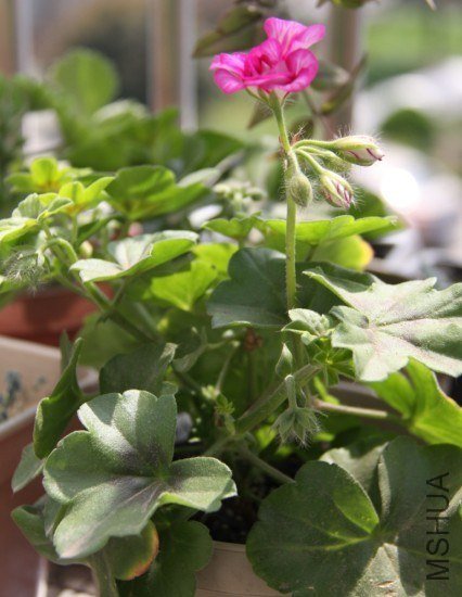 Mexica Nealit 0602.jpg