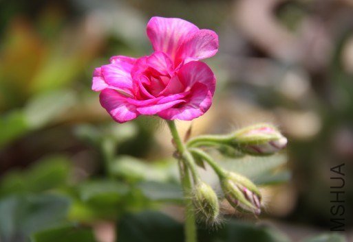 Mexica Nealit 0601.jpg