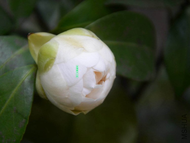 ������20130322003.jpg