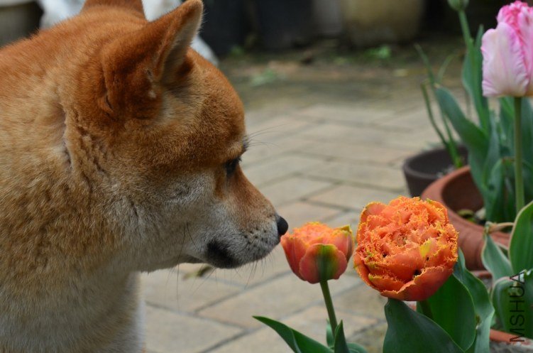 �ǰ�20130323 007.JPG