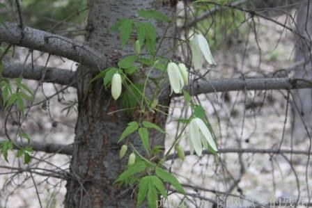 16���������������� Clematis sibirica(L.)Mill._����.jpg