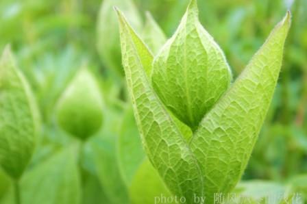 17��ȫԵ������ Clematis integrifolia L._����.jpg