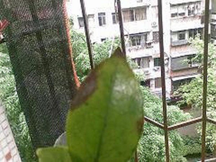 Image1097.jpg