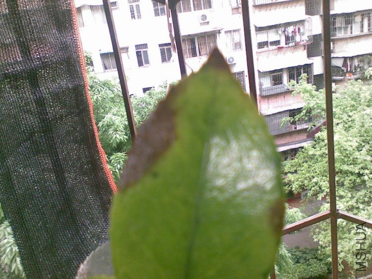 Image1102.jpg