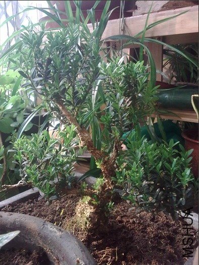 penjing.jpg