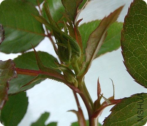 ��1��ͷ���ڴ󻨰�����û���ϡ�