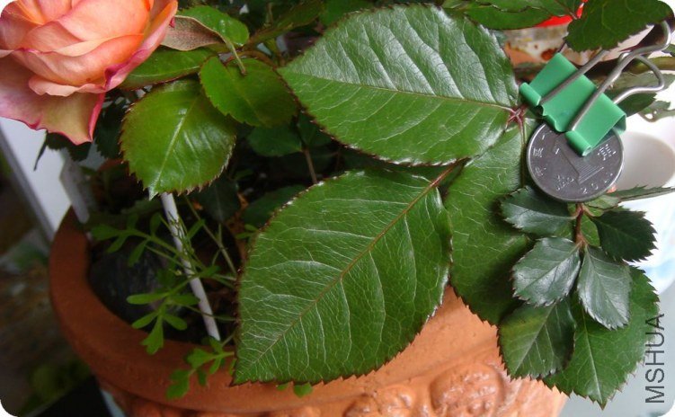 Ϊɶ�����������Ҽұ�����4ͷ���뿴��Ҷ����Ҷ�Աȣ����Ѿ���ǿ׳�ˡ�