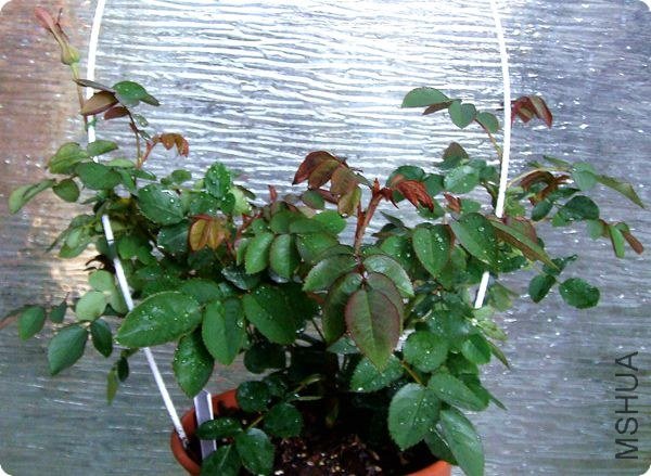 ���������㽡���ǲ��ǣ���������˵���ı���ԶԶ������ˣ����Ļ���Ӧ�ö�ͷ������ֲ��ҶƬҲ�����ġ�