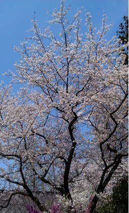 QQ��ͼ20130326183320.jpg