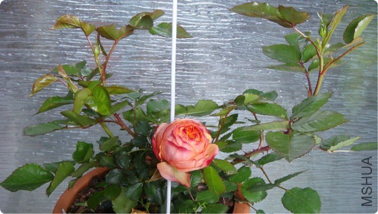 2013-03-26 (6)_����.jpg