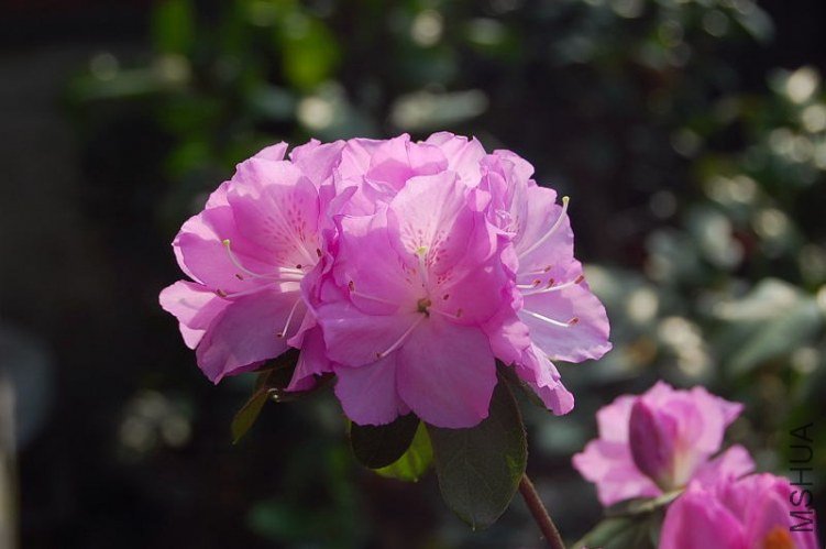 DSC_01870187.JPG