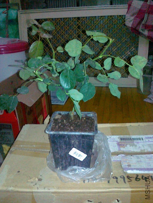 ��Ƭ 039�����ǲ�����̳.jpg