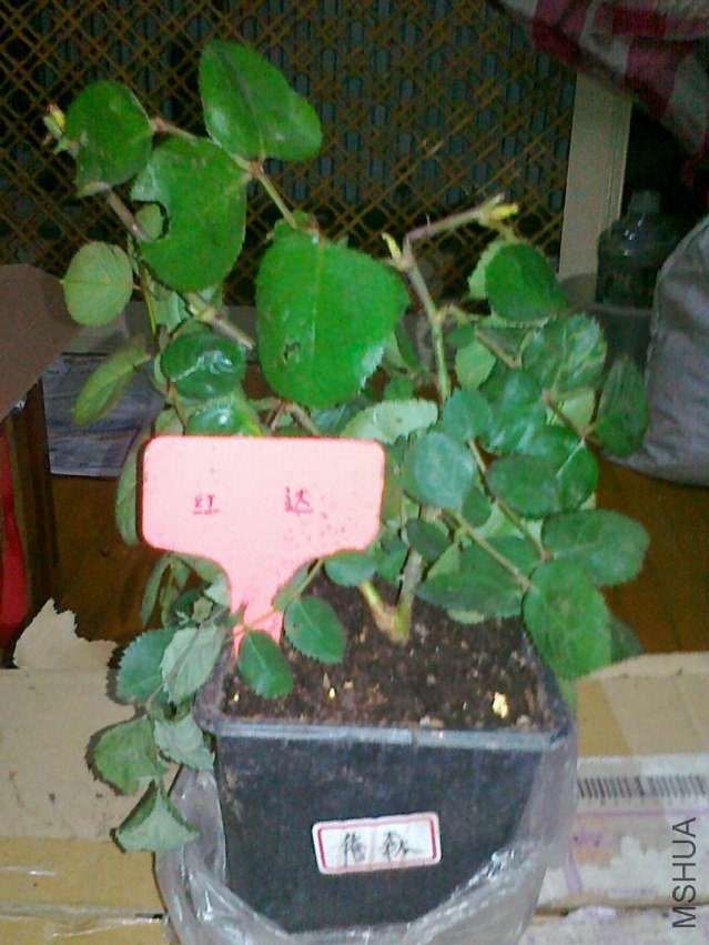��Ƭ 042��﷢��̳.jpg