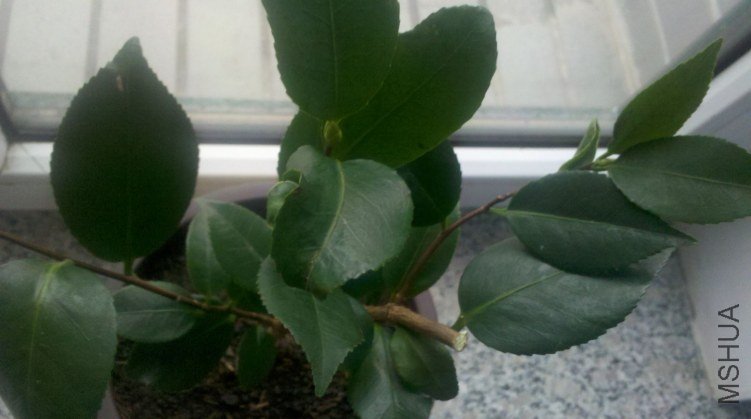 2013-03-27_11-43-03_246.jpg