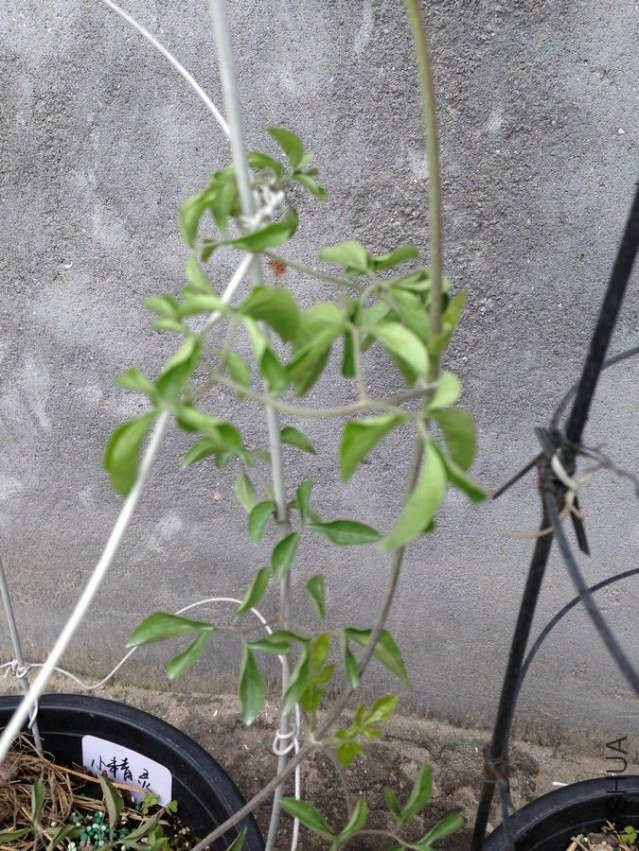 ����ǱȽ��۵Ĳ���