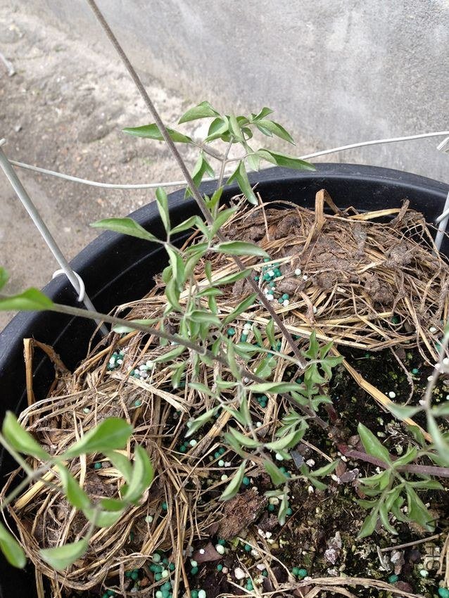 ������������Ҷ