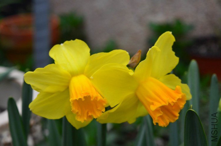������С ��ɫӲ��20130320 001.JPG