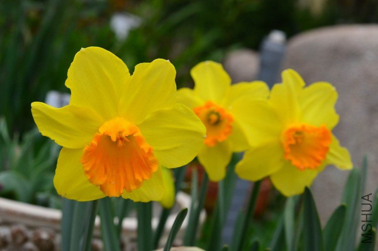 ������С ��ɫӲ��20130323 003.JPG