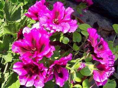 100_2637_����.jpg