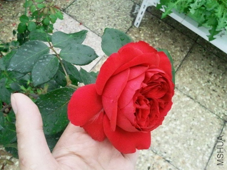 2013-03-25 12.21.49.jpg