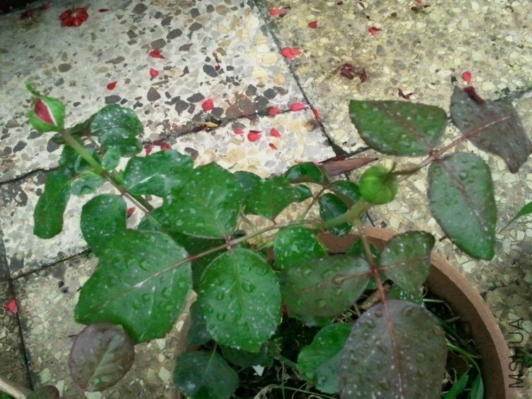 2013-03-25 12.24.53.jpg