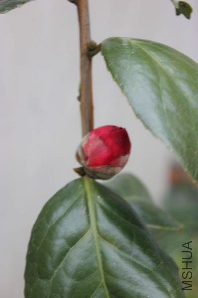 nEO_IMG_IMG_4443.jpg
