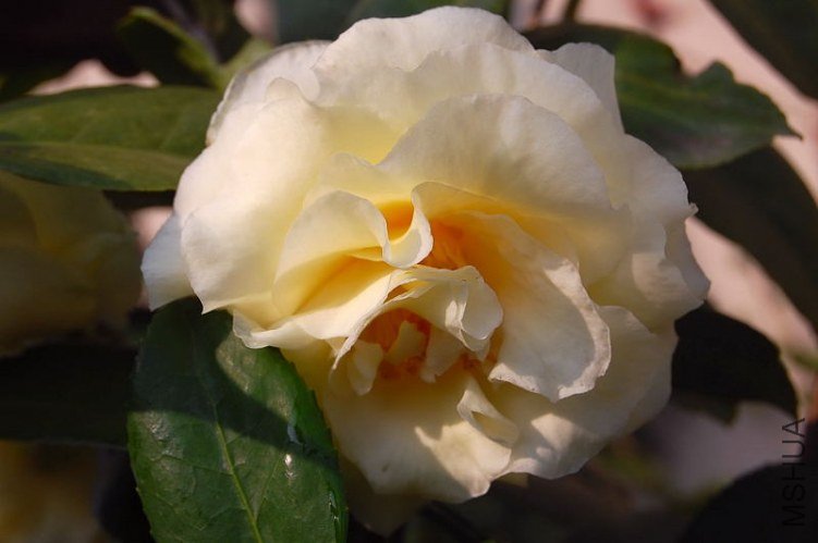 DSC_01610161.JPG