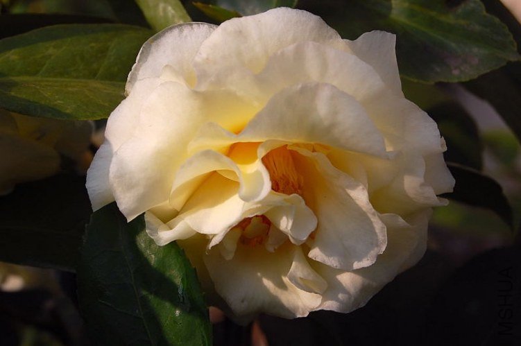 DSC_01600160.JPG
