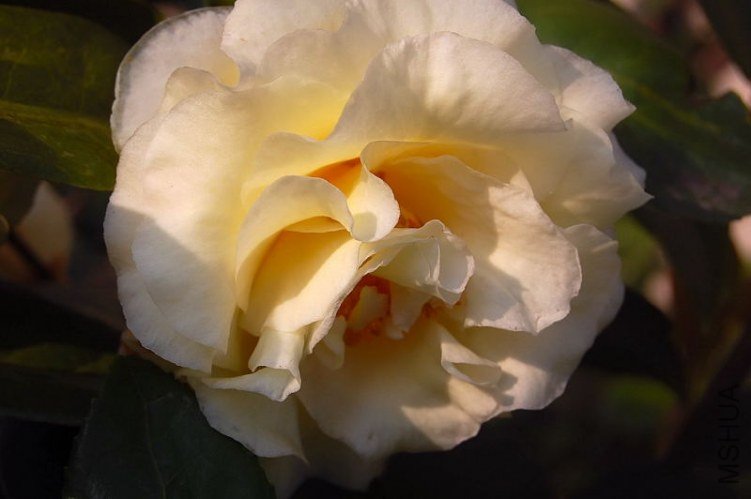 DSC_01590159.JPG