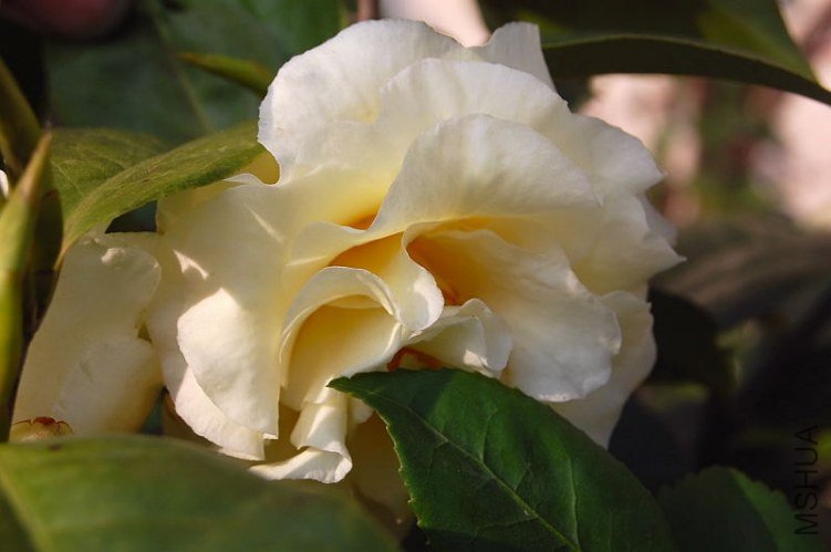 DSC_01580158.JPG