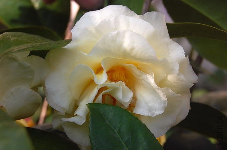DSC_01570157.JPG