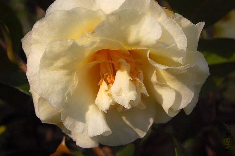DSC_01560156.JPG