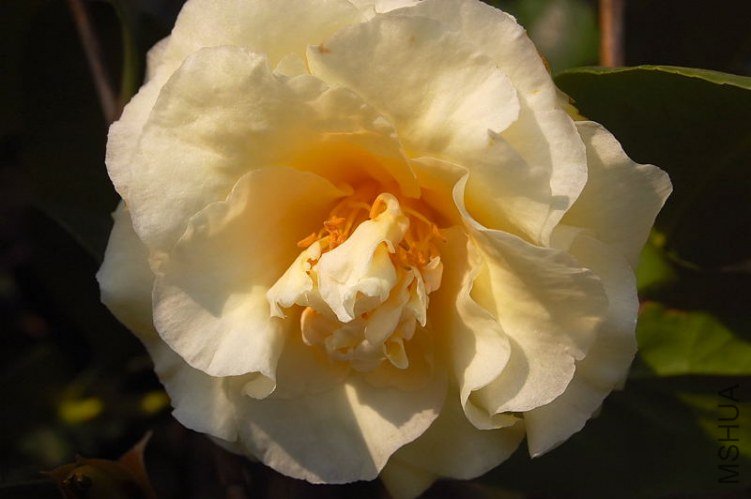 DSC_01550155.JPG