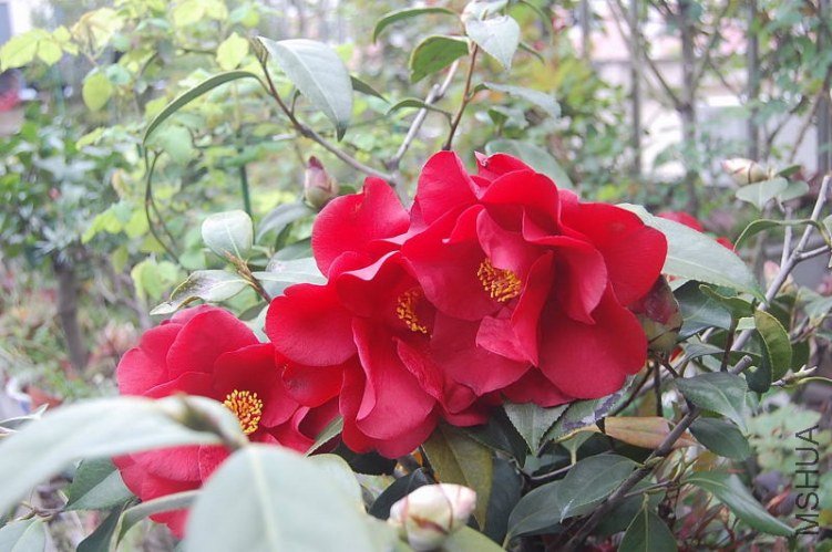 DSC_00350035.JPG
