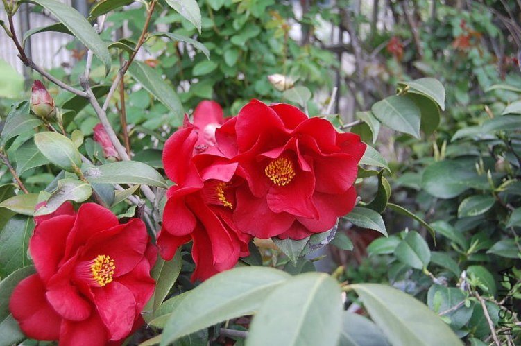 DSC_00200020.JPG