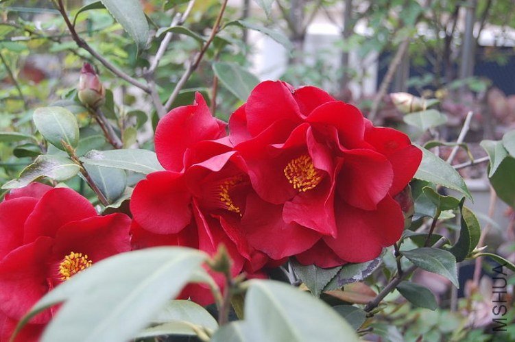 DSC_00320032.JPG