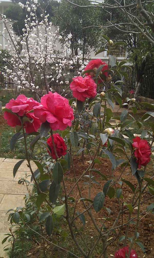 IMAG0616.jpg
