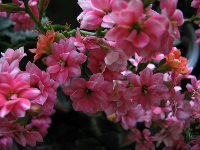 IMG_3557.jpg