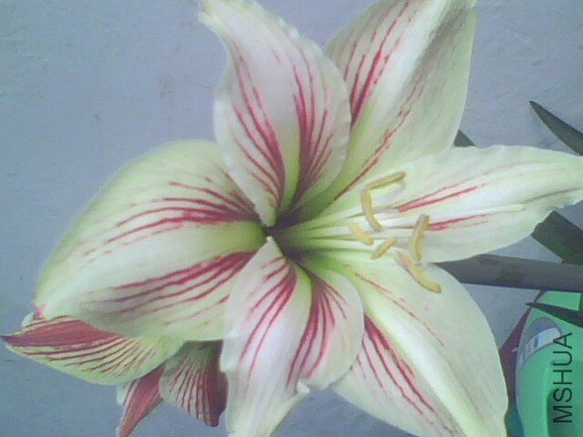 ������ ���ɻ���.jpg