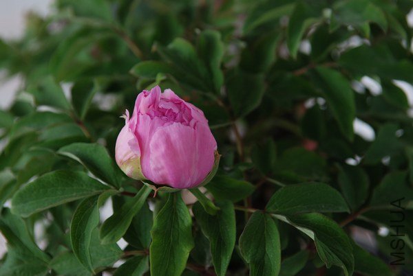 20130328001.jpg