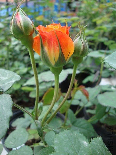 DSC01369.JPG