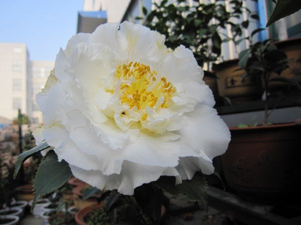 IMG_0163.jpg