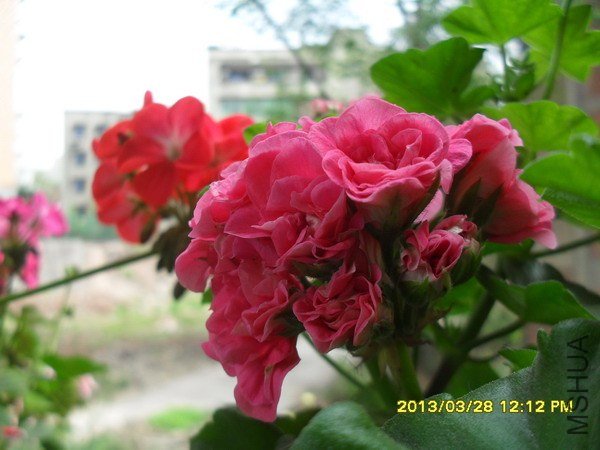 SDC16182.jpg
