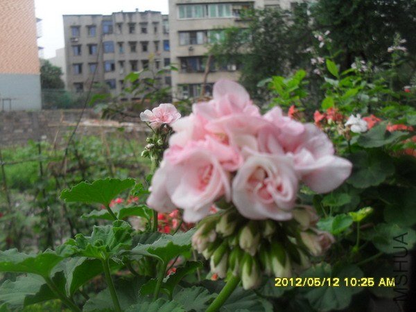 SDC12815.jpg